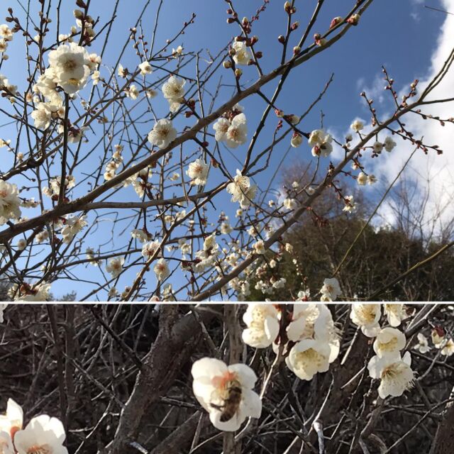 飛行場入口の梅もほぼ満開。蜂🐝もフライト！
#IMA #いわきRC飛行機クラブ #2月 #梅